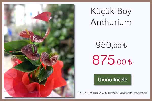 Küçük Boy Anthurium 01 - 30 Nisan 2026 tarihleri arası geçerli, eskişehir çiçekçi